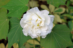 白色木芙蓉花