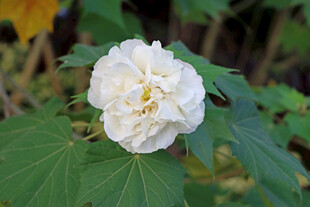 白色木芙蓉花