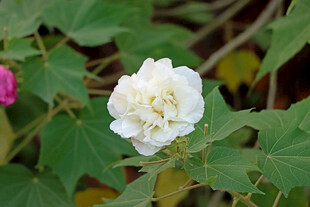 白色木芙蓉花