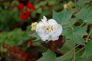 白色木芙蓉花