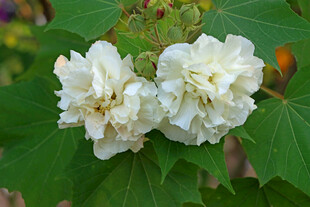 白色木芙蓉花