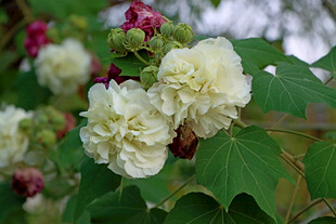 白色木芙蓉花