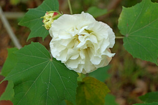 白色木芙蓉花