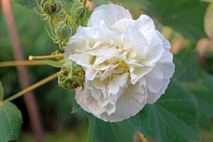 白色木芙蓉花