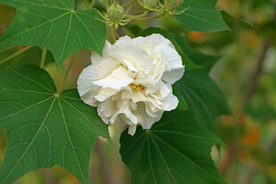 白色木芙蓉花