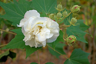 白色木芙蓉花
