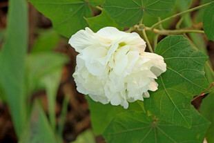 白色木芙蓉花