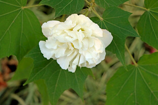 白色木芙蓉花