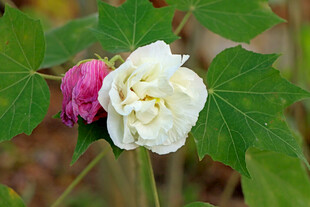 白色木芙蓉花