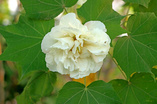 白色木芙蓉花
