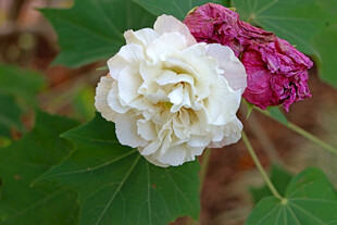 白色木芙蓉花