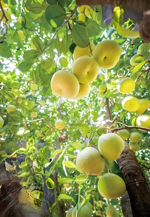 柚子栽培