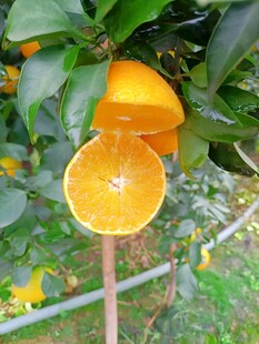 橙子栽培