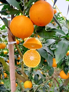橙子栽培