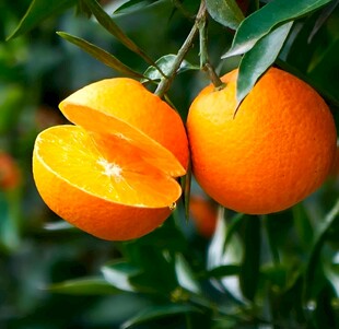 橙子栽培