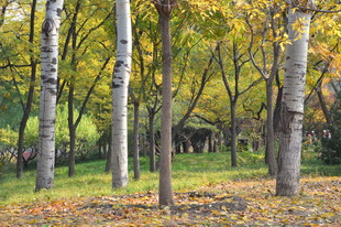 公园风景  