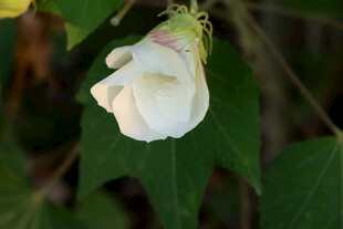 白色木芙蓉花