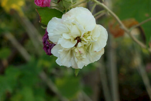 白色木芙蓉花