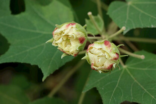 木芙蓉花苞