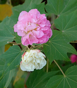 粉色木芙蓉花