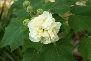 粉色木芙蓉花