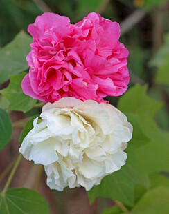 粉色木芙蓉花