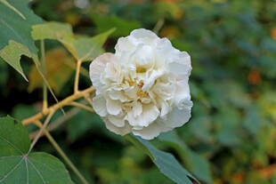 粉色木芙蓉花