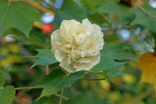 粉色木芙蓉花