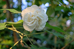 粉色木芙蓉花