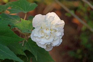 白色木芙蓉花