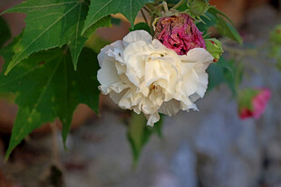 白色木芙蓉花
