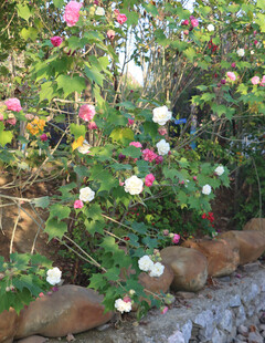 木芙蓉花