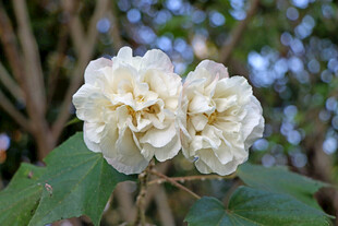 白色木芙蓉花