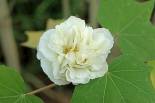 白色木芙蓉花