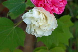 白色木芙蓉花