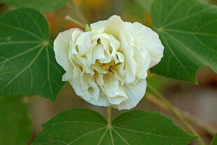 白色木芙蓉花