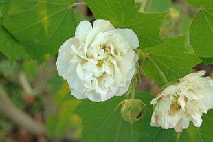 白色木芙蓉花