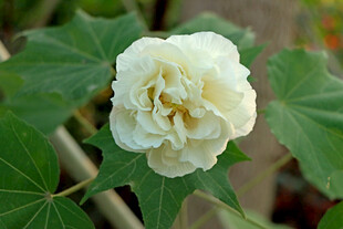 白色木芙蓉花