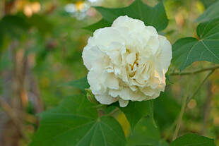 白色木芙蓉花