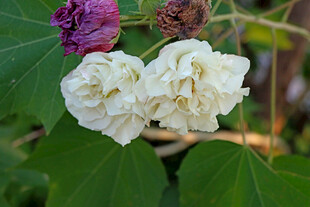 白色木芙蓉花