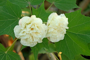 白色木芙蓉花