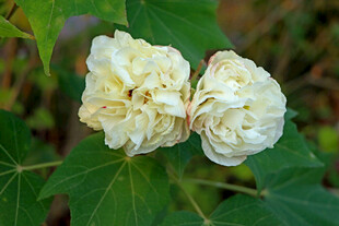 白色木芙蓉花