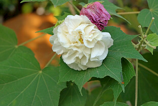 白色木芙蓉花