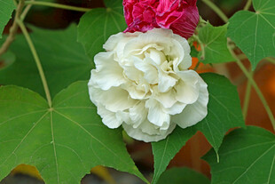 白色木芙蓉花