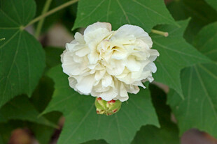 白色木芙蓉花