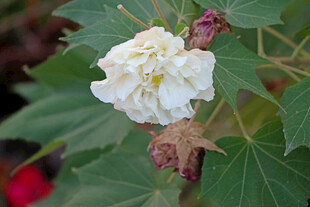 白色木芙蓉花