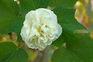 白色木芙蓉花