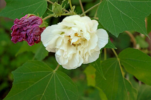 白色木芙蓉花