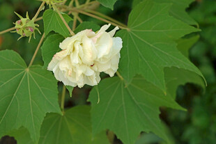 白色木芙蓉花