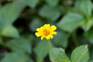 黄色野菊花